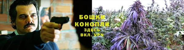 сатива Волоколамск